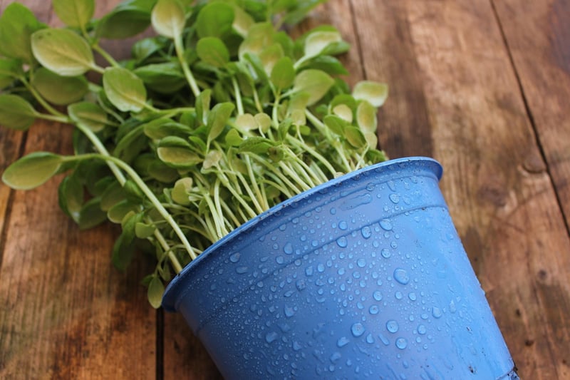 DIY Planters